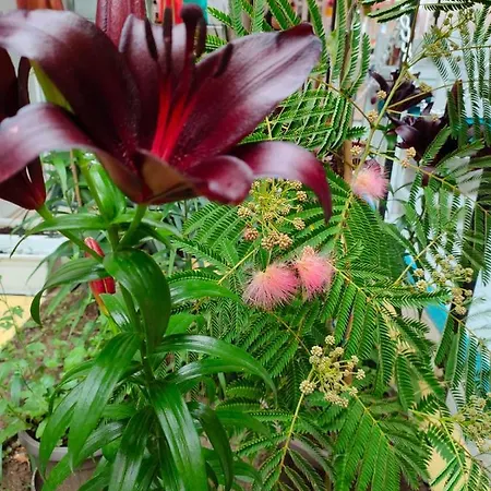 Hotel Familia Fantastiko Kiten (Burgas)