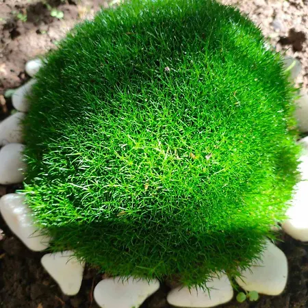 Familia Fantastiko Хотел 2*