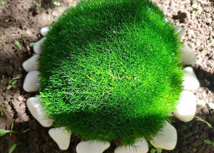 Familia Fantastiko 酒店 2*